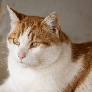 Dlaczego koty mruczą?