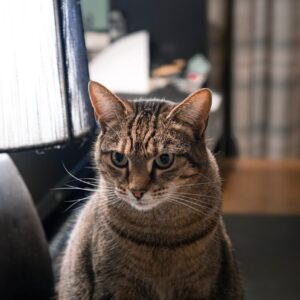 Zostawiasz kota na weekend? Sprawdź, co dzieje się z nim po 24 godzinach