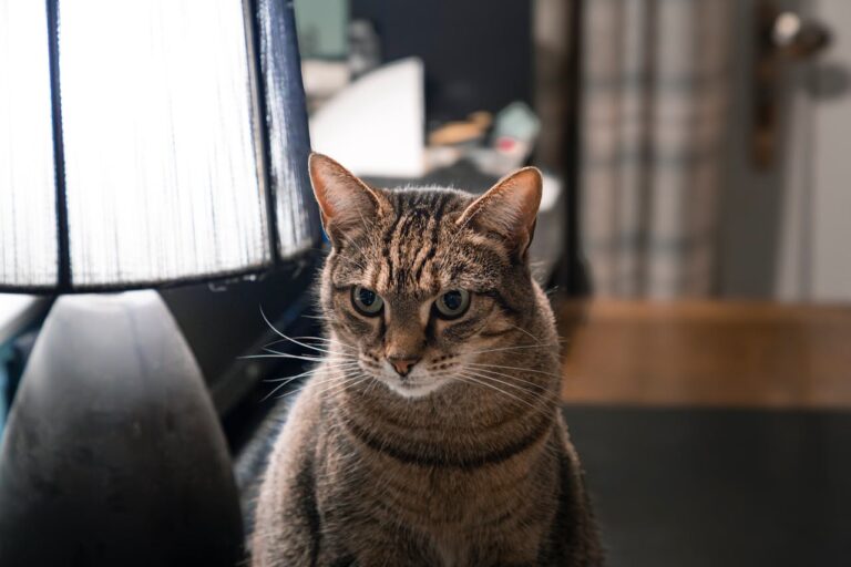 Zostawiasz kota na weekend? Sprawdź, co dzieje się z nim po 24 godzinach